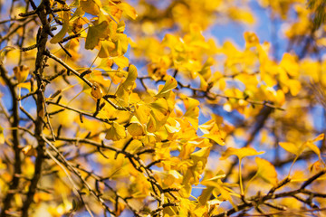 Ginkgo biloba in autumn. This tree is commonly known as ginkgo, gingko or maidenhair tree. It is famous for its decorative leaves.