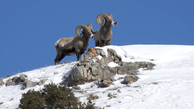 winter shot of bighorn sheep rams standing on a ridge at yellowstone national park in wyoming, usa