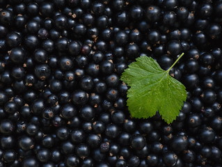ripe juicy black currants and a green leaf closeup