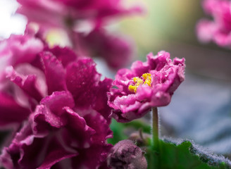 Flowering Saintpaulias, commonly known as African violet. Blurred gentle sky-blue background. Home decor and gardening concept.