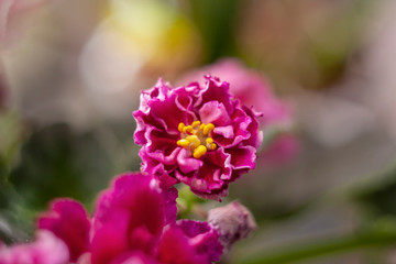 Flowering Saintpaulias, commonly known as African violet. Blurred gentle sky-blue background. Home decor and gardening concept.