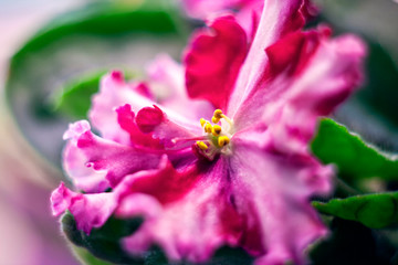 Flowering Saintpaulias, commonly known as African violet. Blurred gentle sky-blue background. Home decor and gardening concept.