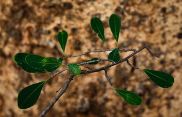 green leaves with bark backbround
