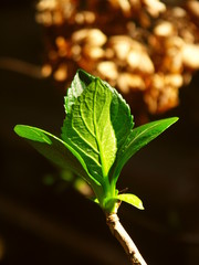 朝日の当たる公園の紫陽花の若葉