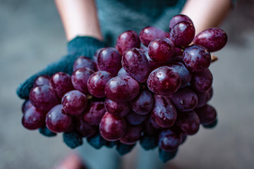 Close up of fresh grapes. Grapes harvest.  Farmers hands with freshly harvested red grapes. Shallow...