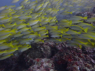 黄色いキンセンフエダイの群れ