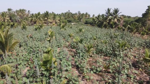 Aerial view of castor oil plant farm in small village of India background video