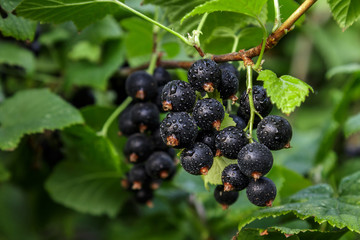 Ripe black currant on a Bush branch