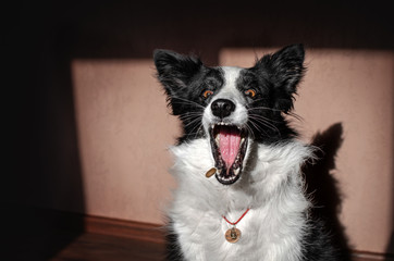 home photo session sunny day in the room funny dog ​​funny portrait border collie catches feed
