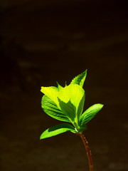 朝日の当たる公園の紫陽花の若葉