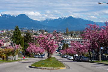 Naklejka premium Kanzan cherry blossom lined streets and the North shore mountains in the background. Vancouver BC Canada 