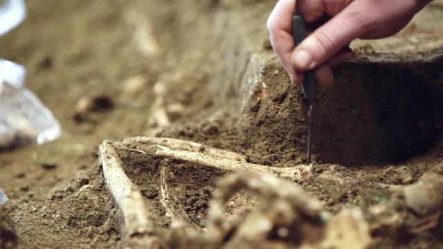 Archaeologist exposes bones with a tool