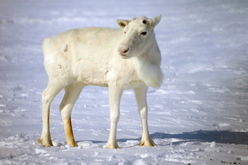 white reindeer, this is the mascot of the peoples of the north