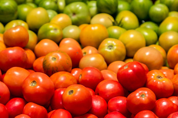 background of tomatoes of different degrees of maturity, color gradient