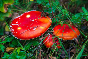 Hallucinogenic mushrooms, Red Amanita muscaria mushrooms in a forest