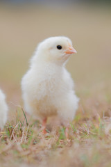 Little fluffy yellow baby chicken in the grass