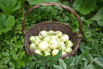 basket of fresh ripe yellow apples in a green garden