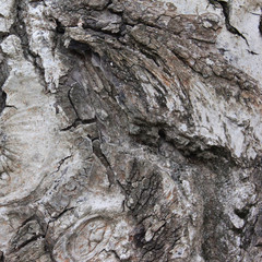 tree bark in the Park is an old tree, a beautiful natural