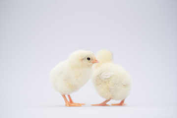little yellow baby chickens chicks isolated on white background