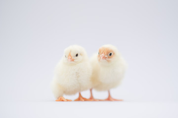 little yellow baby chicken chicks isolated on white background