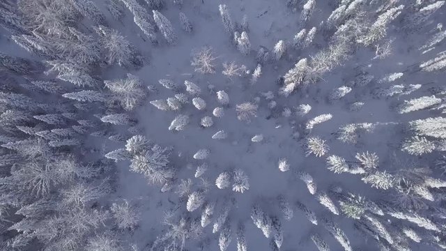 Winter forest Mountain Shoria D-log