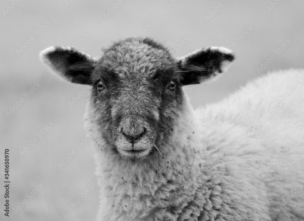 Wall mural sheep portrait