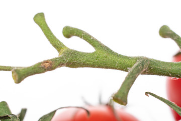 One whole cherry tomato sprig isolated on white