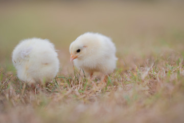 baby chick in grass fluffy yellow