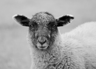 sheep portrait