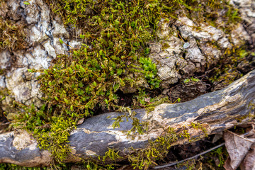 Moss Details