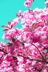 Fashion idea wallpaper   Pink Flowers aesthetics. Cherry blossom tree