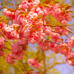 Fashion wallpaper. Pink Flowers aesthetics. Cherry blossom