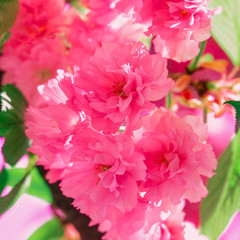 Fashion aesthetics Pink Flowers. Cherry blossom