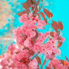 Fashion aesthetics wallpaper. Pink Flowers. Cherry blossom. Spring vibes