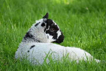 black and white baby lamb in grass