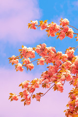 Fashion aesthetics wallpaper. Pink Flowers. Cherry blossom tree. Spring fashion vibes