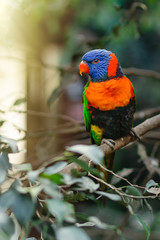 Trichoglossus haematodus sitting on a tree branch with sunshine pouring overhead. Close up of a tropical multicolor bird in natural conditions.