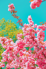 Fashion aesthetics wallpaper. Pink Flowers. Cherry blossom tree