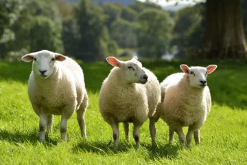 Fototapeten Funny sheep on the field photo © Monika