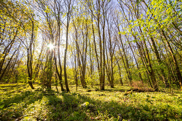 beautiful forest landscape in spring time