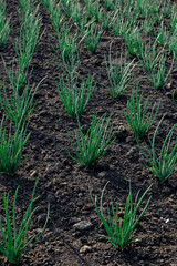 growing beds with young green onions in the garden