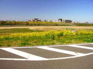 Fototapeta na wymiar 菜の花咲く江戸川土手から見る河川敷と対岸風景