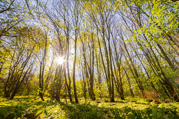 beautiful forest landscape in spring time