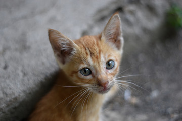 Adorable Home and Street Cats