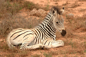 Fototapeta na wymiar Zebra foal resting in South African game park