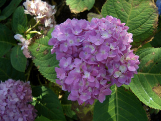 Hydrangea or Ajisai soft green color flower blooming in garden on blurred of nature background