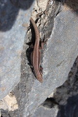 Madeira Island, Portugal