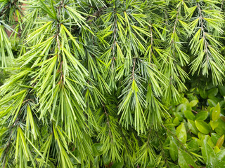 igły drzewo tło zieleń wiosna