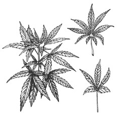 Vector ink set with cannabis - 341656704