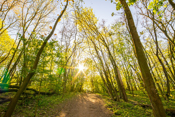Naklejka premium beautiful forest landscape in spring time